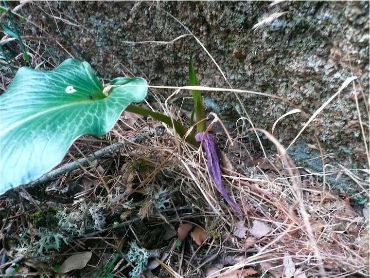 Arum pictum / Gigaro punteggiato